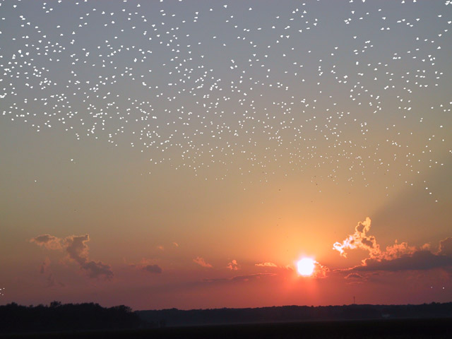 So würde der Himmel aussehen, wenn Sonne und Erde in einem Sternhaufen befinden würde.