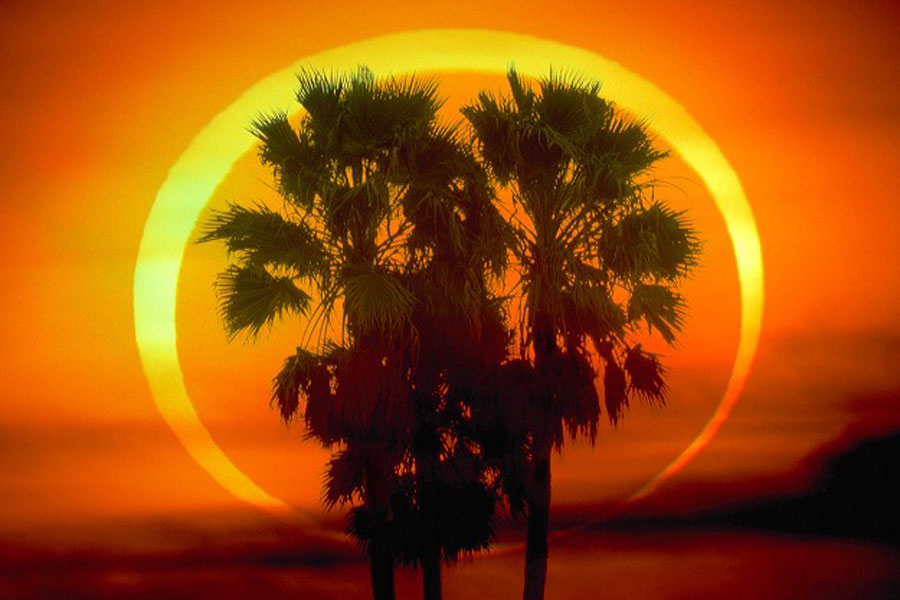 Hinter einer Palme leuchtet eine sichel-ringförmige Sonnenfinsternis an einem orangefarbenen Himmel.
