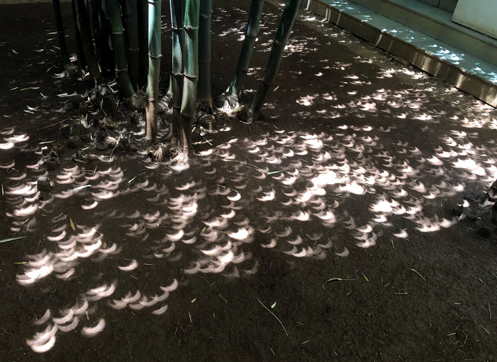 Die Blätter eines Bambuswäldchens in Pune in Indien bildeten Lochblenden, durch die Sonnensicheln der Sonnenfinsternis auf den Boden projiziert wurden.