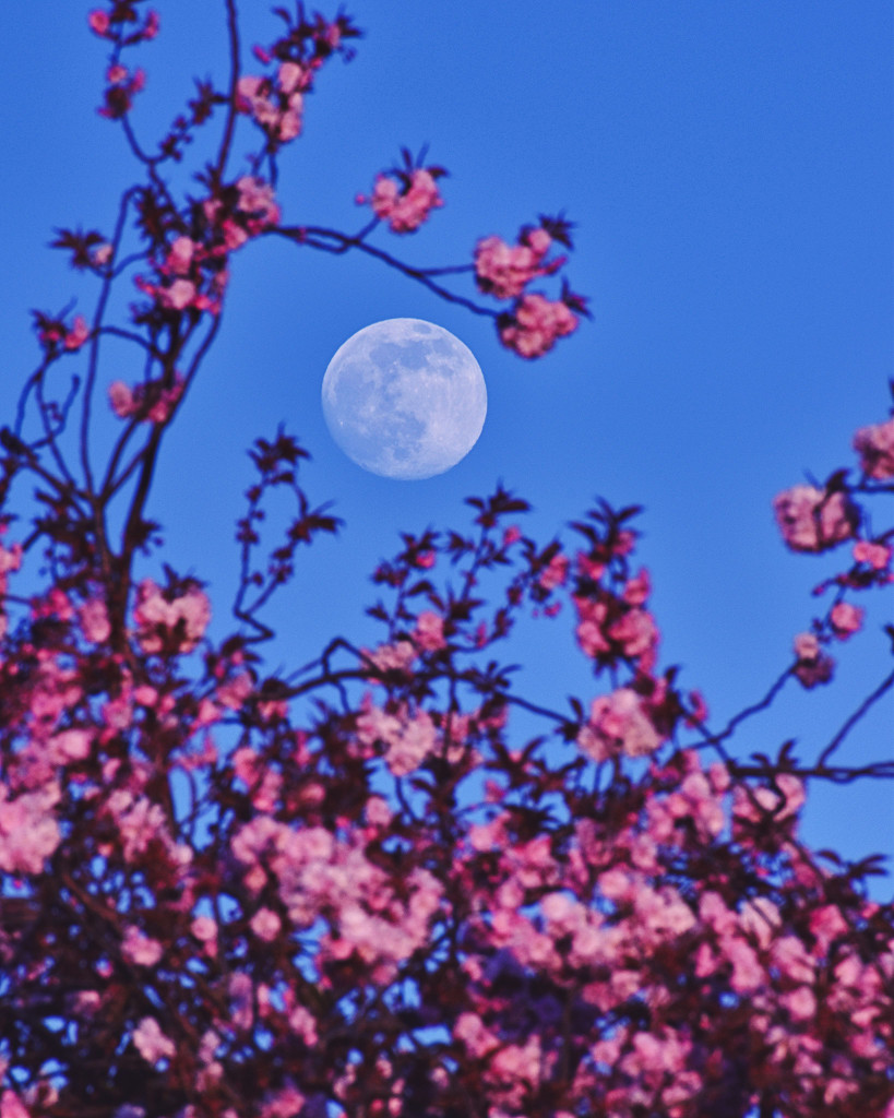 Dieser Schnappschuss aus Leith bei Edinburgh in Schottland zeigt die Vorderseite des Mondes am klaren blauen Himmel mit Kirschblüten.