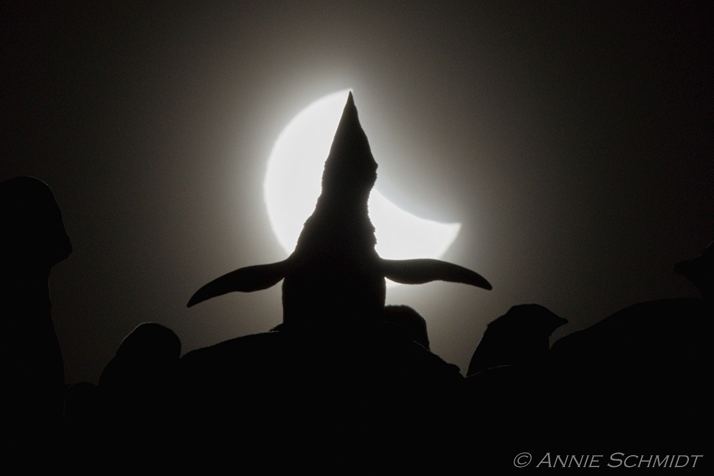 Pinguin jubelt bei der Sonnenfinsternis im Dezember 2021.