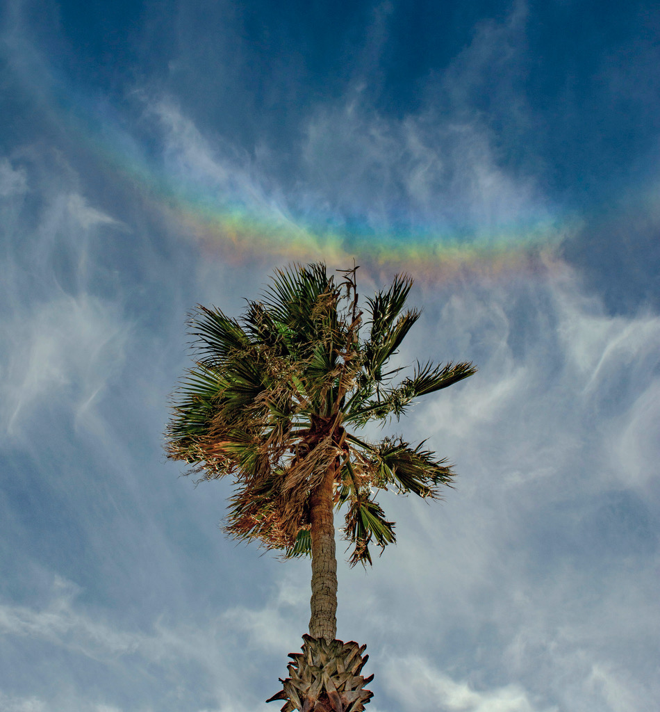 Zirkumzenitalbogen über einer Palme in in Ragusa auf Sizilien.