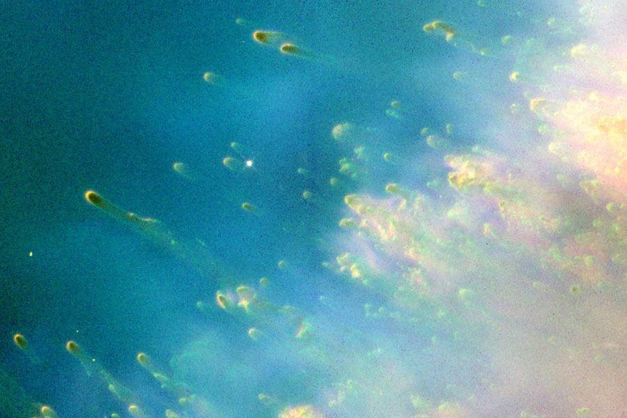 Bei hoher Auflösung findet man im Helixnebel eineVielzahl an Knoten, die ähnlich wie Kometen aussehen. Auf dem bläulichen Bild sind die gelblich oder grün gefärbten Kometenteile nach rechts unten gerichtet.