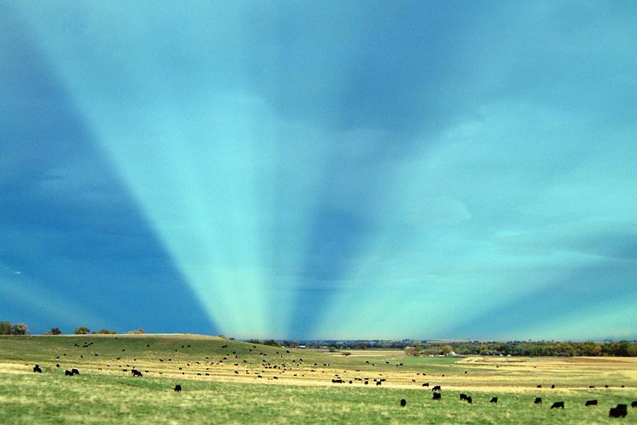 Über einer grünen Wiese mit schwarzen Kühen leuchten cyanfarbene Strahlen an einem blauen Himmel.