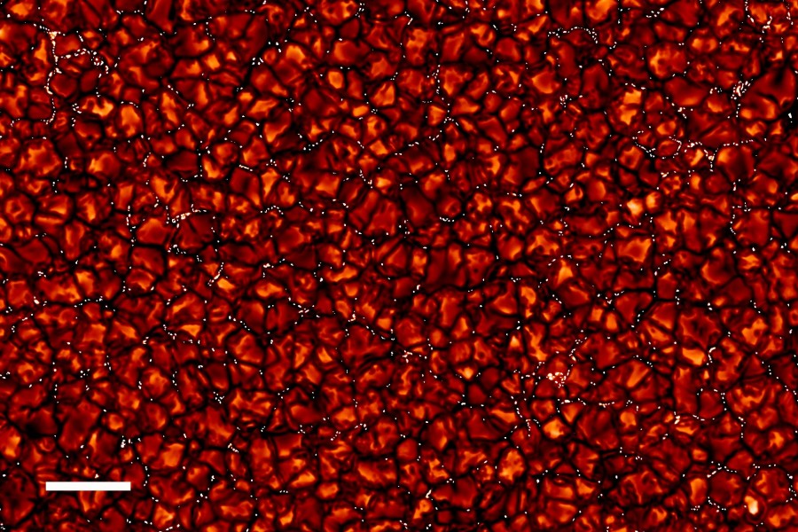 Die Sonnenoberfläche ist voller roter Mosaiksteinchen, zwischen denen schwarze Gräben verlaufen. Die Gräben sind von weißen Punkten übersät.