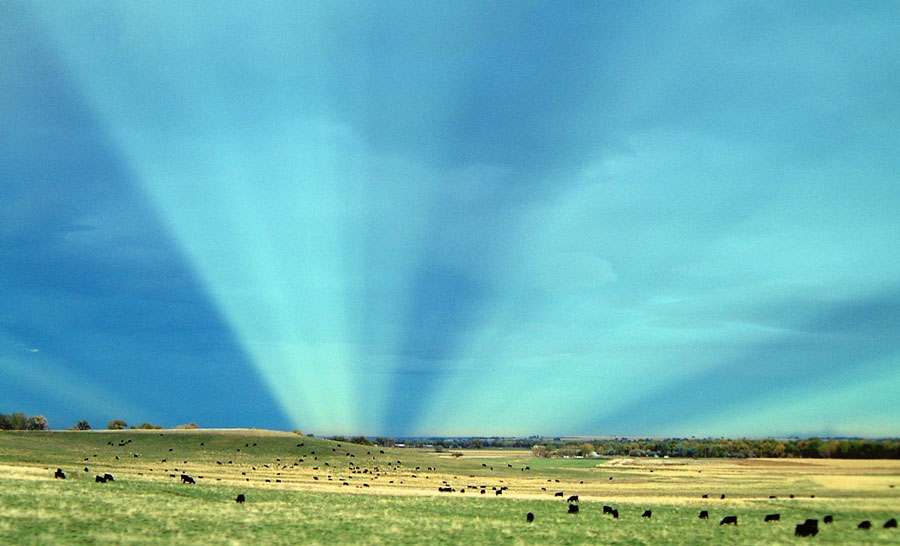 Hinter grünen Wiesen mit Kühen steigen am Horizont helle Strahlenbüschel auf.