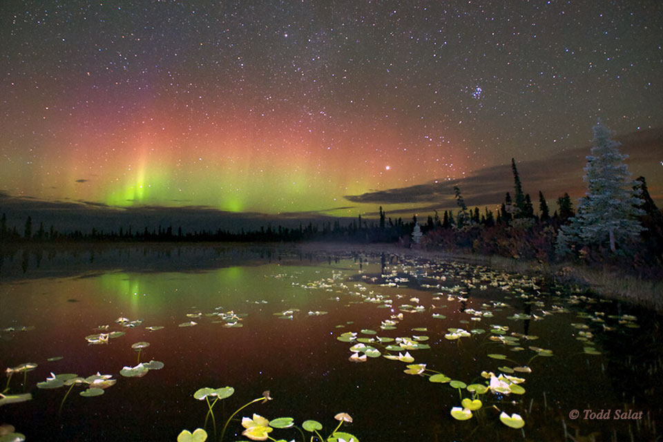 In einem von Seerosen bedeckten Teich spiegeln sich rote und grüne Polarlichter am Himmel.