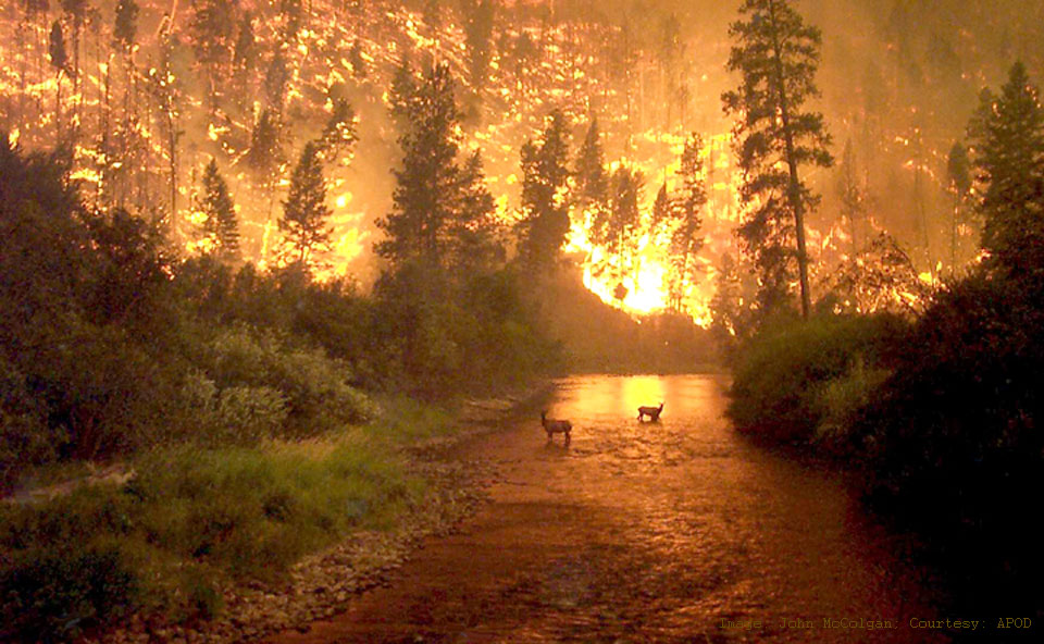 In einem Fluss stehen zwei amerikanische Elche. Der Wald dahinter steht in Flammen, das Feuer spiegelt sich im Wasser.