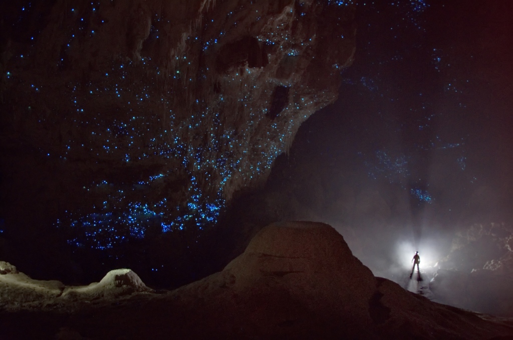 Die Decke einer Höhle in Neuseeland ist von Glühwürmchen (Arachnocampa luminosa) übersät. Es sind blau leuchtende Punkte oben im Bild. Sie locken mit dieser Illusion eines Sternenhimmels Insekten in ihre Fallen.