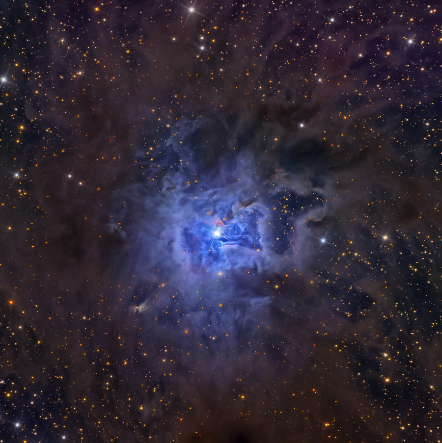 In einer dunklen Nebelwolke blüht um einen hellen Stern ein blauer Nebel. Es ist NGC 7023, der Irisnebel im Sternbild Kepheus.