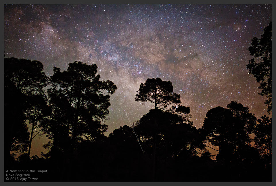 Über den Silhouetten von Bäumen ist die Milchstraße mit ihren vielen Staubwolken an den Himmel gemalt. Unten in einer Lücke zwischen den Bäumen leuchtet die Nova Sagittarii 2015 Nr. 2. Sie ist mit einem Pfeil markiert.