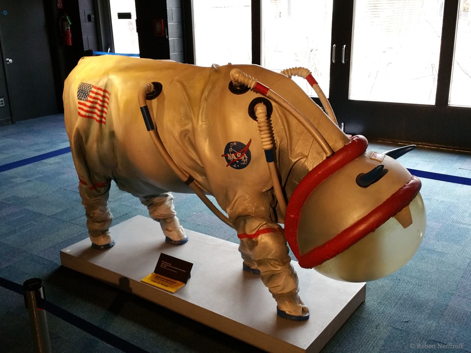 Das Bild zeigt eine Kuh mit einem NASA-Raumanzug. Das Objekt ist ein Kunstwerk mit dem Titel Mooooooooondspaziergang.