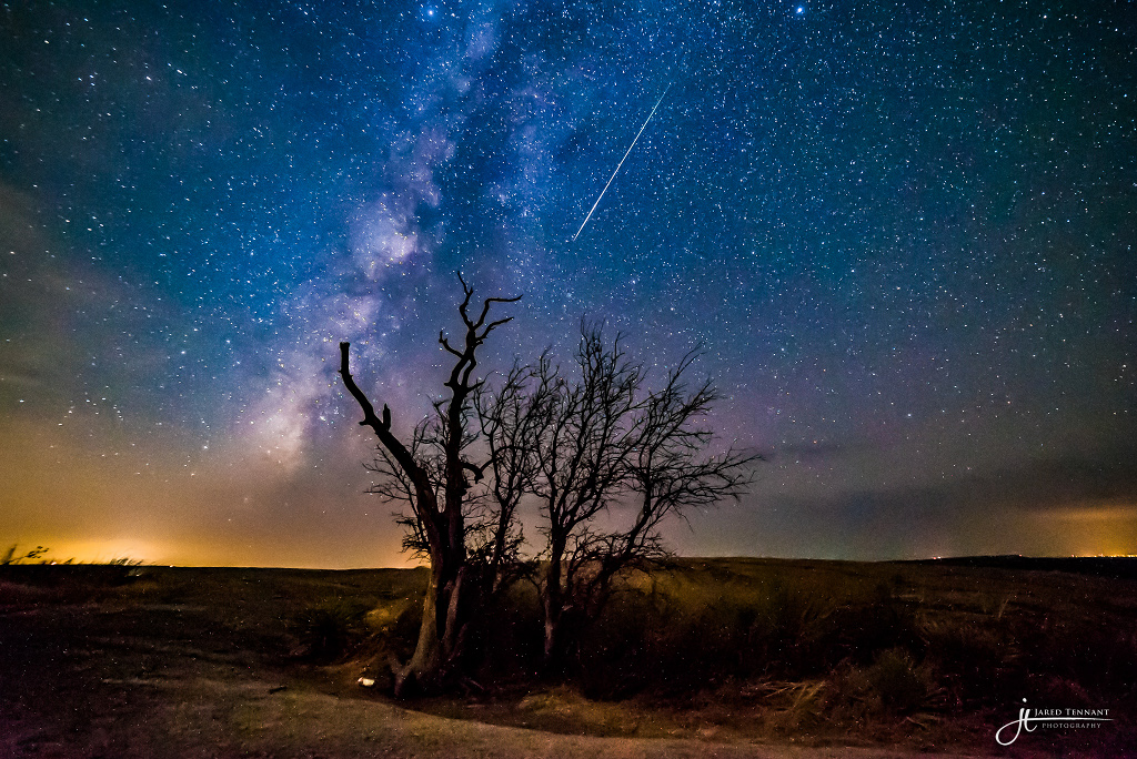 Über kahlen Bäumen in einem Nationalpark steigt die Milchstraße mit ihren markanten Staubwolken auf. Oben zischt ein heller Meteor über den Himmel.