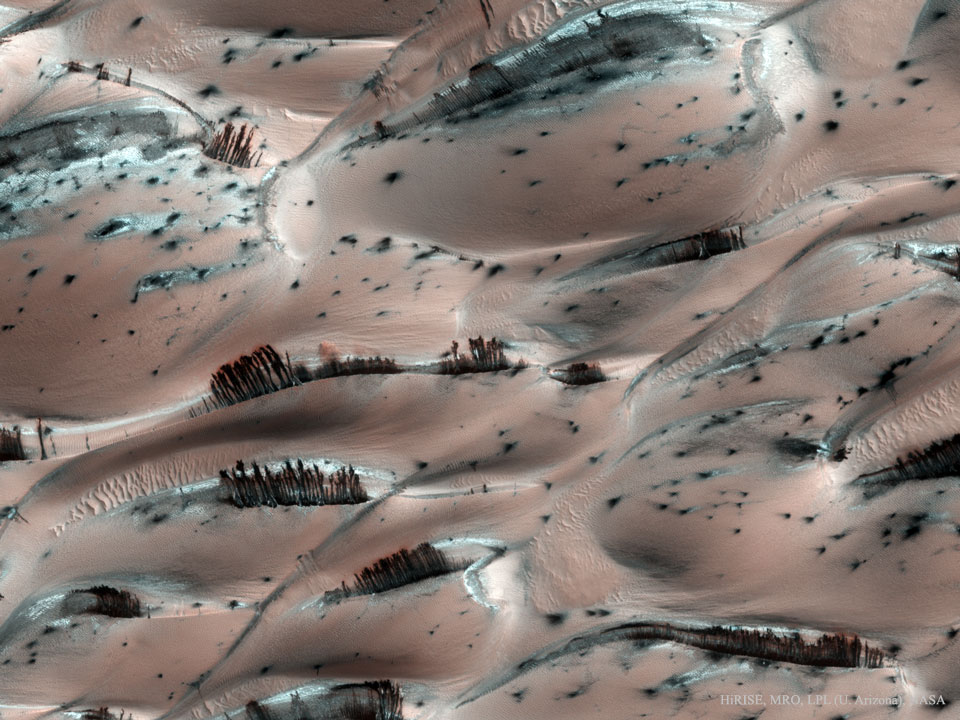 Auf rosaroten Sanddünen sind dunkle Strukturen, die aussehen wie Bäume. Es sind aber Schlieren aus dunklem Sand, die Hänge hinabrutschen.