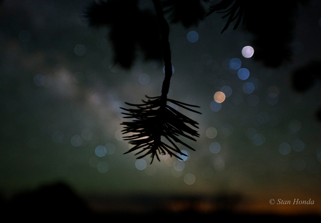 Vor einem Hintergrund verschwommener Sterne ist die Silhouette eines Nadelzweigs zu sehen.