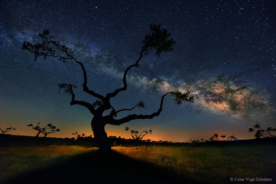 Eichenwald in Salamanca (Spanien) mit Galaxienbaum.