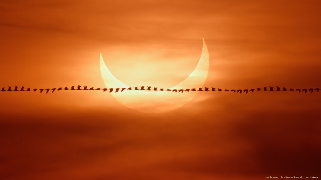 Die partielle Sonnenfinsternis in Quincy Beach südlich von Boston in Massachusetts nahe dem Höhepunkt mit Vogelflug.