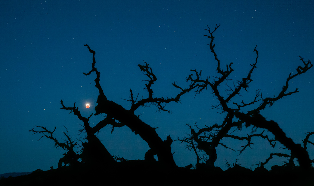 Dieses Bild vom 26. Mai zeigt die Mondfinsternis bei Blumenvollmond hinter den knorrigen Ästen einer Eiche im Pinnacles-Nationalpark in Kalifornien.