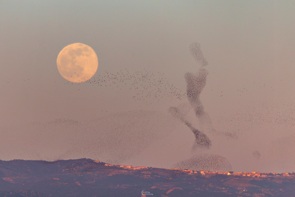 Vollmond über der sardinischen Hauptstadt Cagliari und ein Vogelschwarm.