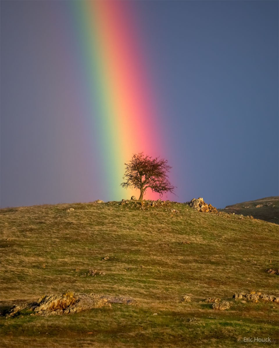 Hinter dem Baum steigt ein leuchtender Regenbogen in allen Spektralfarben auf.