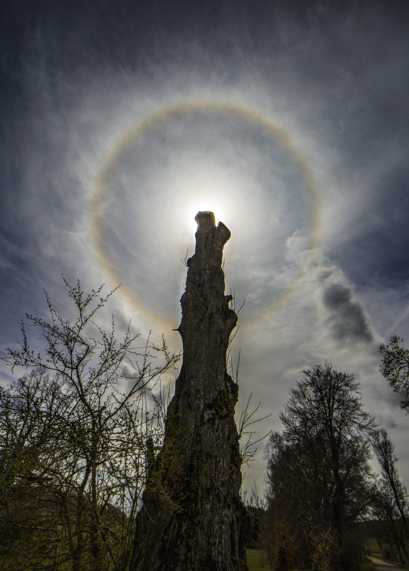 In der Mitte ragt ein Baumstamm hoch, dessen Äste abgesägt sind. Um seine Spitze verläuft ein 22-Grad-Halo, die Sonne ist vom Baumstamm abgeschirmt. Der Himmel ist von Zirren überzogen.