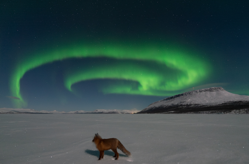 Auf einer verschneiten Weite steht ein Polarfuchs. Dahinter steht rechts ein Berg, nach links stehen am ganzen Horizont Berge. Am klaren Himmel oben ist ein spiralförmiges Polarlicht.